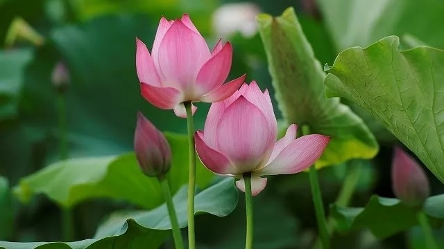 L'étang aux lotus de la commune d'An Phu, district de My Duc, Hanoi, en pleine floraison.