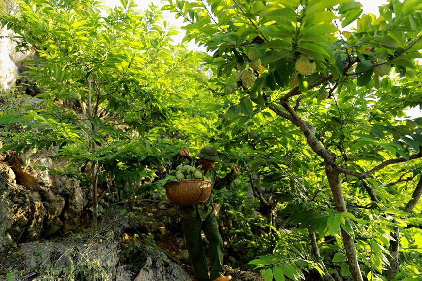 Le volume de fruits du district de Chi Lang est estimé à 16.000 tonnes pour une valeur d’environ 600 milliards de dôngs de chiffres d’affaires. Photo: VNA