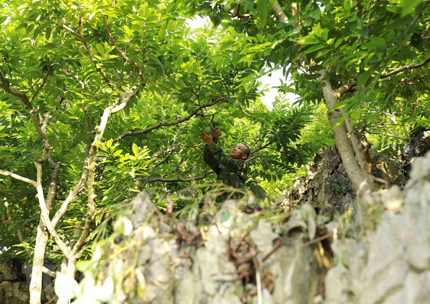 Pour la saison de récolte 2020, le district continue d’encourager les agriculteurs à appliquer des normes de bonnes pratiques agricoles vietnamiennes VietGAP ou mondiales GlobalGAP. Photo: VNA 