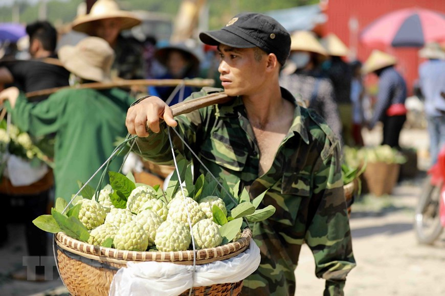 Les pommes cannelles de Chi Lang vendues dans d'autres localités du pays. Photo: VNA