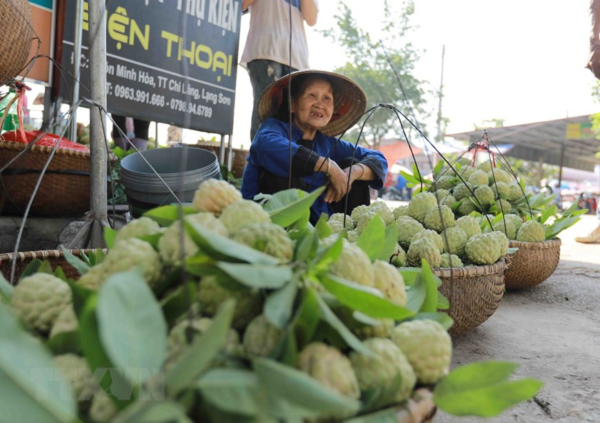 La pomme cannelle de Chi Lang est appréciée pour sa grosse taille et sa saveur. Photo: VNA