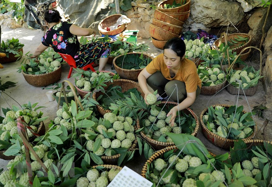 Un marché de pomme cannelle dans le chef-lieu de Dong Banh, district de Chi Lang, province de Lang Son. Photo: VNA