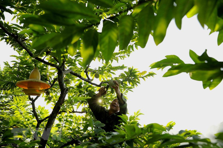 Pour la saison de récolte 2020, le district de Chi Lang dans la province de Lang Son (Nord) compte environ 1.600 ha de cultures de pomme cannelle donnant des fruits, dont plus de 195 ha aux normes VietGAP et GlobalGAP. Photo: VNA 