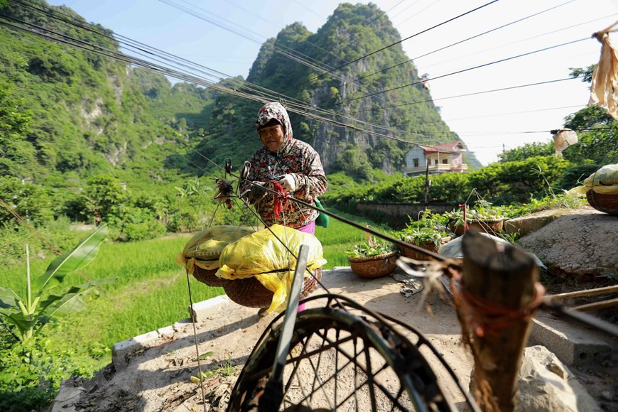 La pomme cannelle est cultivée sur les pentes de montagne pentues. La récolte est descendue des champs avec des treuils. Photo: VNA