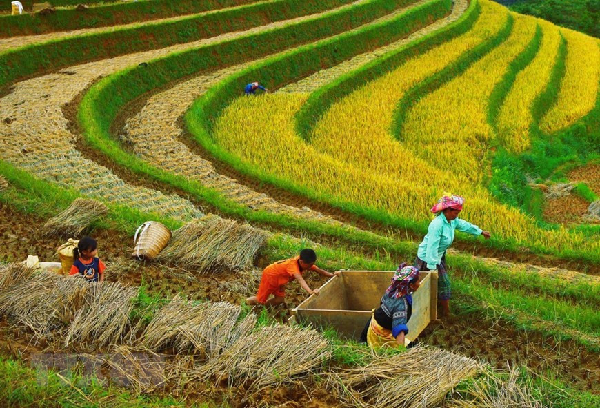 Classées patrimoine naturel du pays en 2007, les rizières en terrasses de Mù Cang Chai, outre d’offrir à la population locale un moyen de subsistance, constituent une véritable manne pour le tourisme. Photo: VNA
