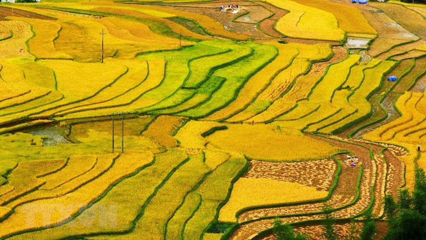 Les rizières en terrasse à la saison de mûrissement du riz sont devenues une « spécialité » de cette région. Photo: VNA