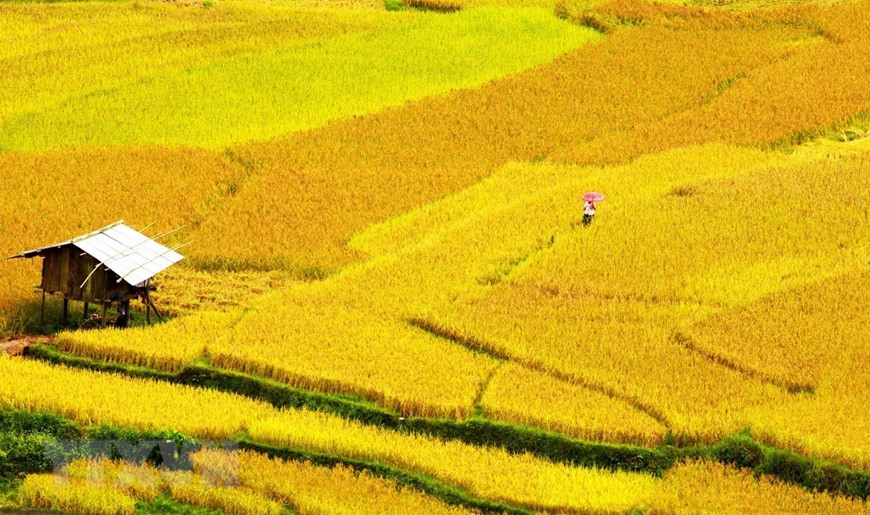 La beauté des rizières en terrasses de Mu Cang Chai. Photo: VNA