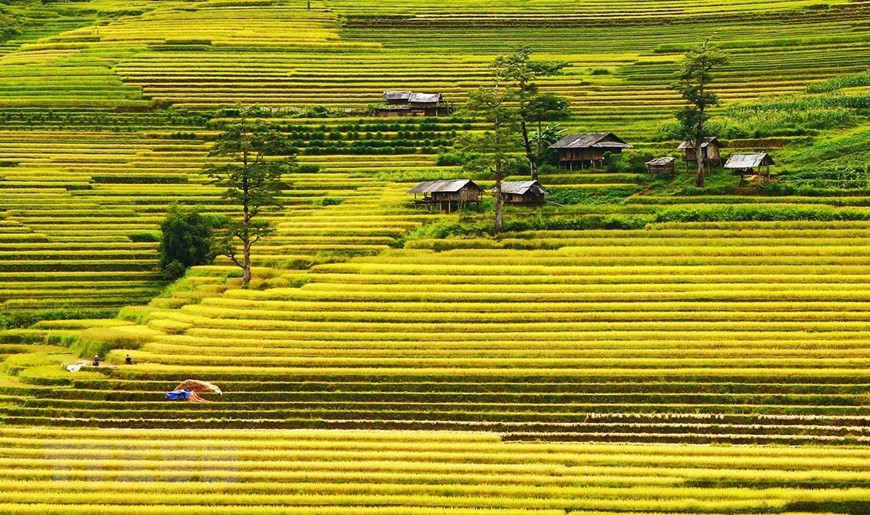 De septembre à octobre, Mù Cang Chai est la plus belle destination touristique du nord-ouest. À cette époque, Mù Cang Chai est peint avec une rizière jaune vif. Cette rizière en terrasses, créative et magnifique, prouve que les mains humaines peuvent créer un chef-d'œuvre en harmonie avec la nature, faisant du Mù Cang Chai une attraction exceptionnelle au Vietnam. Photo: VNA