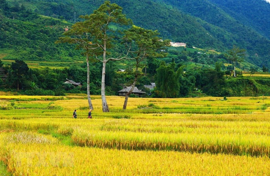 Les rizières en terrasse de Mù Cang Chai figurent dans la liste des destinations les plus colorées au monde, selon le magazine de voyages CN Traveler. Photo: VNA