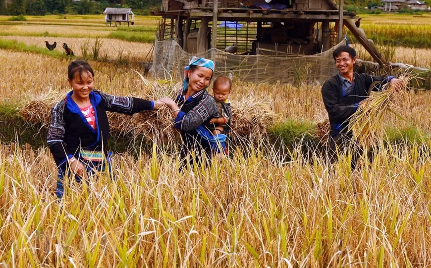 Les H'Mong récoltent le riz. Photo: VNA 