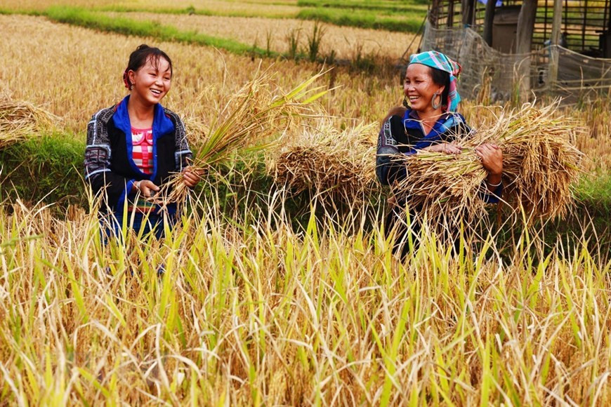 Une bonne récolte. Photo: VNA