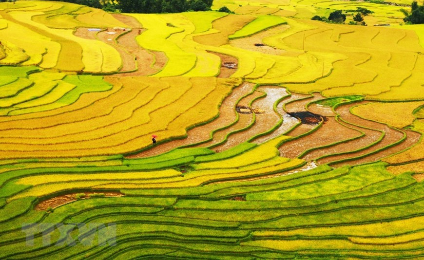 Un véritable spectacle pour les touristes et les photographes. Photo: VNA