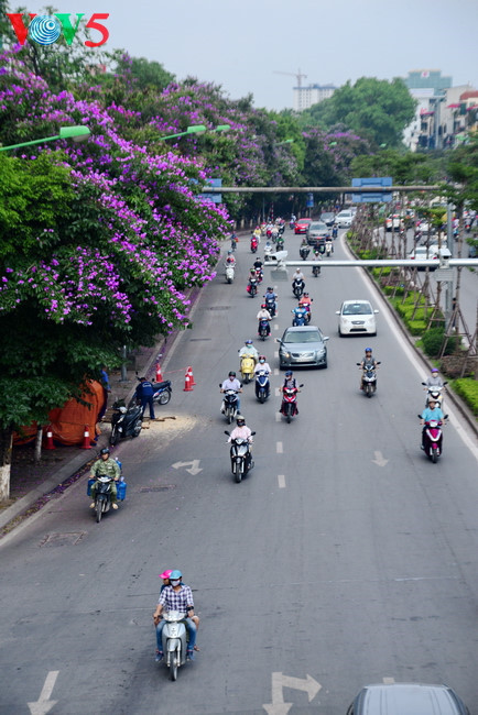 Le lilas des Indes est l’un des premiers à fleurir, recouvrant les trottoirs de ses fleurs mauves.