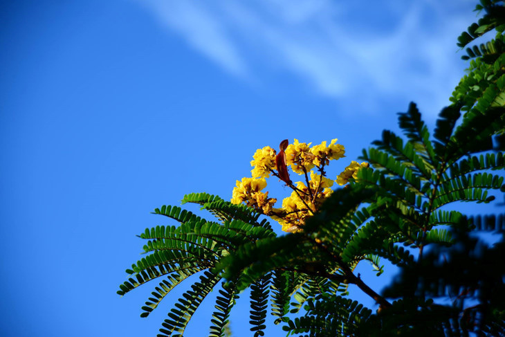 D’autres fleurs, comme celles du Caesalpinia ferrea et du Galphimia gracilis contribuent aussi à la mosaïque estivale hanoienne. 