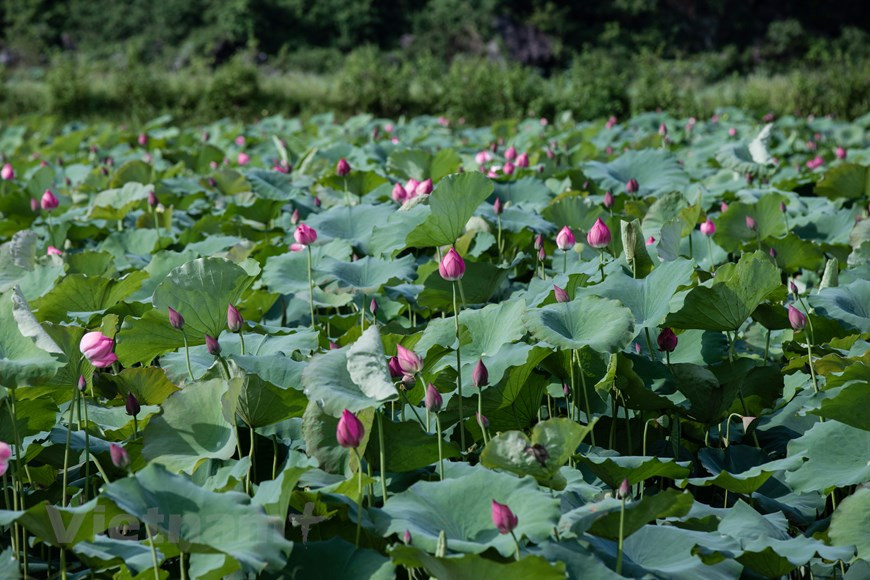 Plus vous regardez de près, plus vous sentirez la beauté de cette fleur, une beauté pure et éthérée, discrète mais toujours pleine d'un charme envoûtant. Les fleurs de lotus déploient leurs feuilles et fleurissent avec leur parfum distinct, attirant de nombreux visiteurs. «Vietnam, le destin du lotus» est un recueil de morceaux choisis sur la littérature vietnamienne, en français. Les auteurs expliquent pourquoi ils ont choisi le lotus: «Domination chinoise, colonisation française, division du pays, guerre de libération nationale, comme le lotus, capable de s’épanouir sur les marais les plus fangeux, la littérature vietnamienne moderne et contemporaine est née sur un sol mouvant de violence». Photo : Vietnam+ 