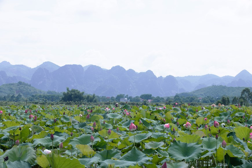 Les étangs à lotus de la commune d'An Phu, district de My Duc, à Hanoï, sont en pleine floraison, de quoi faire chavirer les cœurs des amoureux de ces plantes. La commune d'An Phu est située au sud-ouest du district de My Duc, à environ 50 km du centre-ville de Hanoï. En venant ici l’été, les visiteurs découvrent une vallée pleine de lotus. Le lotus est toujours présent dans la culture du Vietnam. Il se rencontre dans l’art aussi bien que dans la vie quotidienne. Comme motif décoratif, le lotus apporte sa contribution à l’art, architecture, sculpture, artisanat, broderie, imagerie, meubles, bibelots, vaisselles. Photo : Vietnam+
