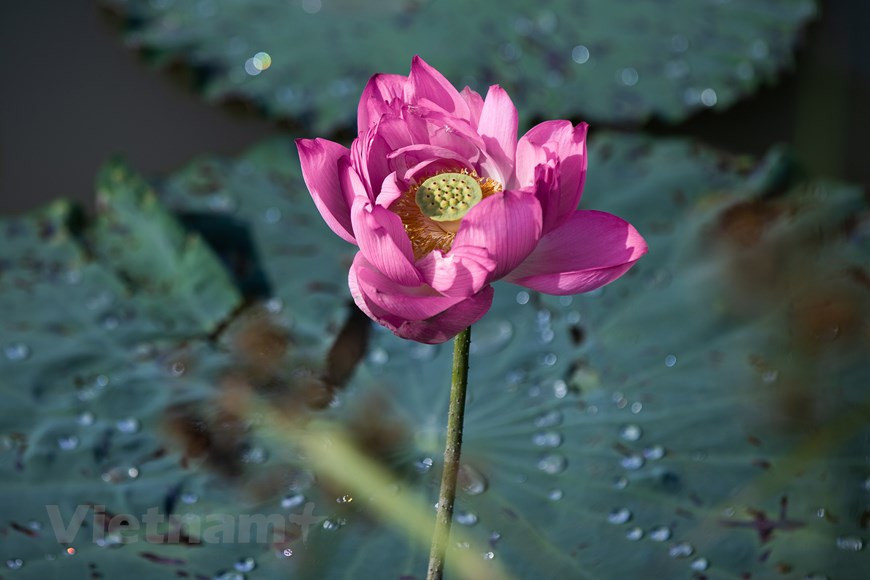 Le lotus inspire aussi de nombreux artistes. Les fleurs de lotus aident les gens à se sentir sereins. «Le lotus dans tous ses états» est un film écrit et réalisé en 2011 par le metteur en scène Philippe Rostan de Paris (France). «Les images distillent de bien belles émotions… Il faut les voir et revoir. Elles nous disent le lotus, bien sûr, mais bien d’autres choses, tellement subtiles que les mots ne savent pas le dire…» (Janine Gillon, vice-présidente du Centre d'information et de documentation sur le Vietnam contemporain). C’est dire aussi l’actualité du lotus, fleur qui occupe une place importante dans la psyché vietnamienne. Photo : Vietnam+