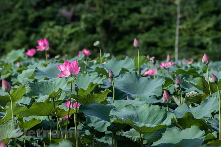 Lorsque les premiers rayons de soleil touchent les timides bourgeons de lotus, c’est tout l’étang qui s’éveille. Dans la vie spirituelle des Vietnamiens, le lotus symbolise la pureté. Cette fleur est profondément liée à la vie quotidienne de la population. Elle est omniprésente dans la composition de nombreux monuments culturels. Presque toutes les parties du lotus - ses feuilles, ses graines, sa fleur et son tubercule -, sont utilisées dans la gastronomie, les thés ou la fabrication de médicaments. Les feuilles de lotus sont aussi utilisées comme emballage pour le riz aux graines de lotus. Ses graines sont aussi indispensables pour la préparation de certains «che» (dessert typique du Vietnam). Photo : Vietnam+