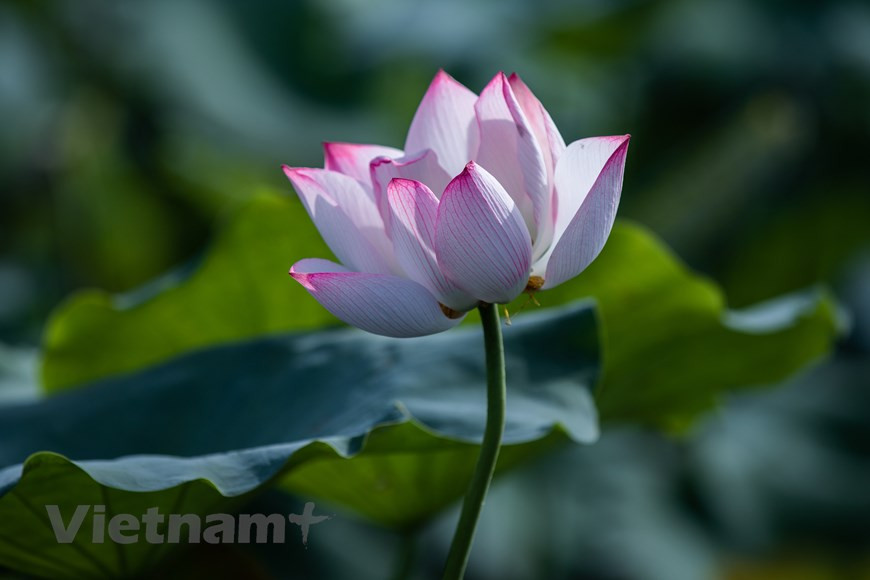 Le bouddha Çakyamuni trône sur un lotus qui représente l’essence de sa doctrine. Cette fleur sur le marais de la transmigration n’est pas entachée par le Samsara. Elle est placée au centre de la Roue de la métempsychose. Le lotus représente également les Trois mondes que sont le présent (la fleur), le passé (le rhizome) et le futur (les graines). L’hindouisme conçoit que l’axe de l’univers, le Mont Mehru, est le linga. Le livre canonique bouddhique Anguttara dit du lotus: «Pareil au lotus pur, parfait, nullement souillé par l’eau sale, je ne suis pas pollué par les poussières de la vie terrestre.» Photo : Vietnam+