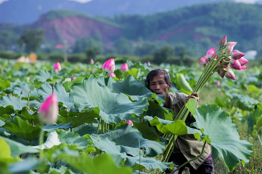 Ces dernières années, les habitants de la commune d'An Phu ont fait de la culture de lotus une nouvelle source de revenu. Actuellement, les cultures de lotus dans la localité couvrent près de 200 hectares. En moyenne, chaque hectare rapporte environ 50 millions de dongs à l’année. Luu Tien Hung, par exemple, propriétaire d’étangs de lotus, plante des variétés en provenance de lagons centenaires de son village, lesquelles produisent de grandes fleurs avec de nombreuses graines. À An Phu, les gens cultivent le lotus principalement pour récolter des graines tandis que les étangs de lotus nichés au cœur de montagnes calcaires sont encore peu connus de gens. Photo : Vietnam+