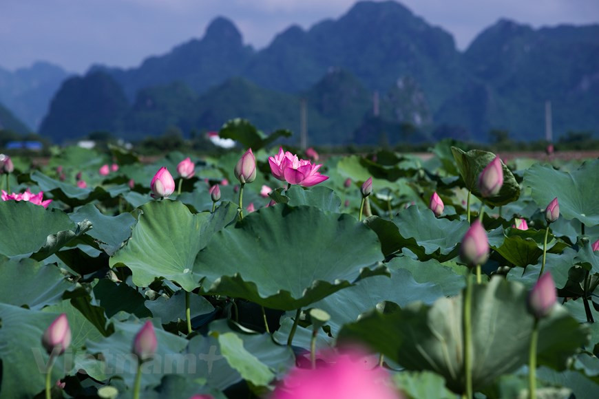 Au Vietnam, selon le chercheur culturel Huu Ngoc, le lotus évoque en général le bouddhisme. En tout cas, le bouddhisme et le confucianisme souvent s’amalgament dans les croyances populaires. Selon les anthropologues, le lotus est à l’origine de deux symboles différents: celui de la pureté (bouddhisme, vertu) et celui de la sexualité (culte de la fécondité). Dans l’Égypte ancienne, le lotus représentait déjà la matrice qui aurait donné naissance à l’univers et à la vie surgissant de l’immensité des eaux. Dans l’hindouisme, c’est du nombril de Vishnou qu’émerge le lotus dont le corolle abrite Brahma. Le lotus blanc est de caractère masculin (prospérité), le lotus vert est féminin. Photo : Vietnam+