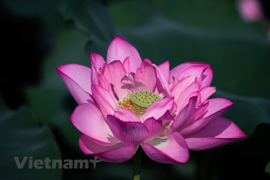 De juin à août, des milliers de fleurs de lotus s’épanouissent dans les étangs créant des scènes très romantiques. La tradition culturelle du Vietnam est marquée profondément par les fleurs. Dans le roman en vers «Truyên Kiêu», le poète Nguyên Du (1766-1820) emploie le mot «hoa» (fleur) dans 130 vers, sans compter encore d’autres où figurent directement les noms de fleur sans l’article «hoa». Le lotus, très populaire au Vietnam, se rattache à une tradition culturelle commune à plusieurs peuples d’Asie et d’Afrique. À l’origine, il est le symbole de la vie émergeant du chaos primitif des eaux marécageuses, il représente le sexe de la femme, la matrice des matières de l’univers biologique, de l’élan vital et de la volupté. Photo : Vietnam+