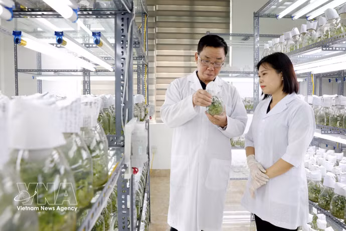 La société par actions Thai Binh Seed Group est l'une des principales entreprises de semences végétales au Vietnam, propriétaire des droits d'auteur de 30 variétés de plantes et de trois usines aux normes internationales. Photo : VNA