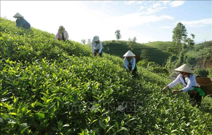 Le district de Tân Son possède la plus grande zone de culture de thé de la province de Phu Tho. Photo d’illustration: VNA