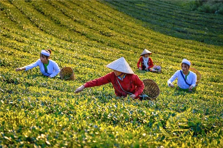 Récolte de thé. Photo: tdn.vn