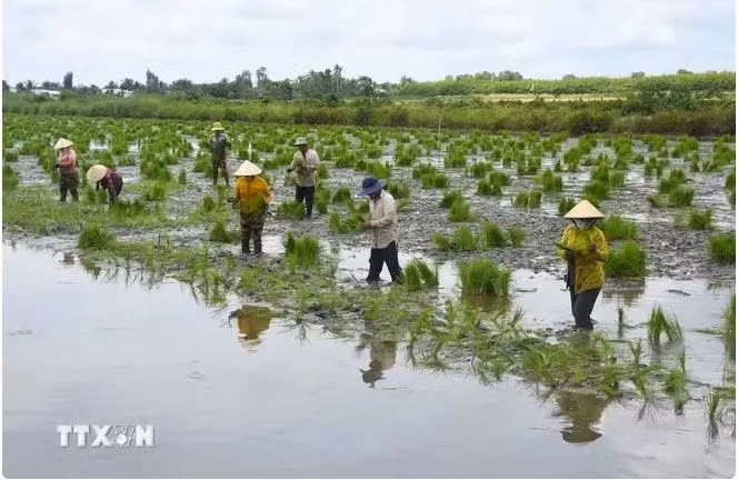 Les agriculteurs de Cà Mau commencent à planter du riz sur des terres d'élevage de crevettes. Photo : VNA