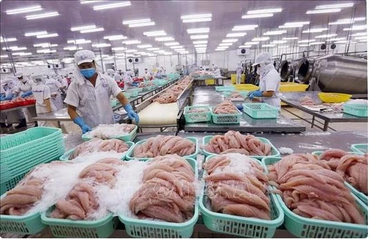 Transformation de pangasius pour l'exportation. Photo : VNA