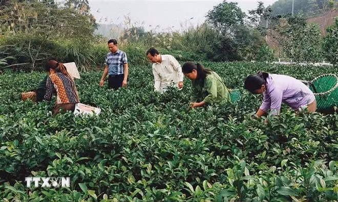 Des habitants de la commune de Bao Hung récoltent du thé. Photo: VNA