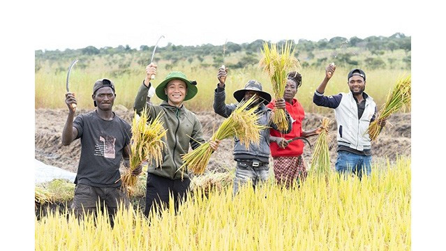 Pham Quang Linh (2e à partir de la gauche) récolte le riz avec des habitants angolais. Photo : baoquocte.vn