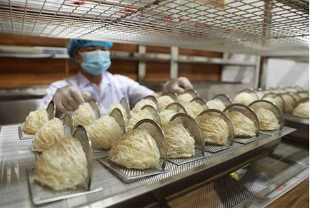 Les nids de salanganes représentent un met particulièrement apprécié en Asie et l’un des ingrédients pour la cuisine les plus chers au monde. Photo : VNA