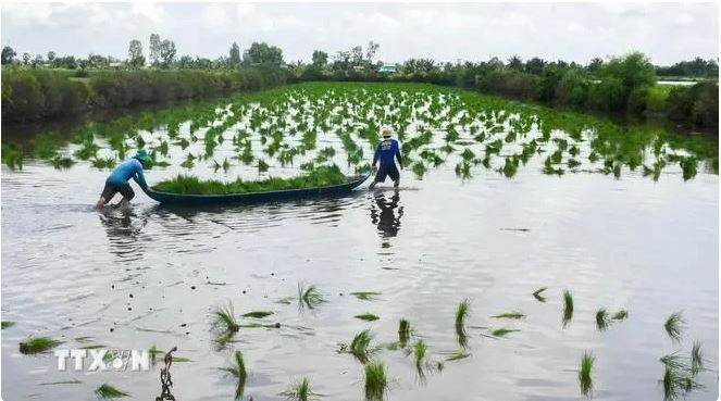 Les agriculteurs de Cà Mau cultivent des plants de riz dans une zone d’élevage de crevettes. Photo : VNA