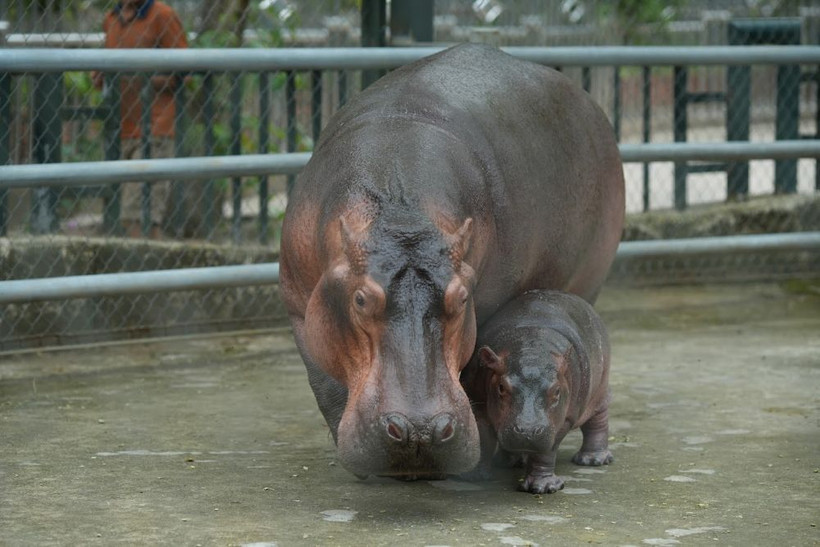 C'est la première fois qu’un bébé hippopotame naît dans le zoo situé au cœur de Hanoi. Photo; Hanoi Times