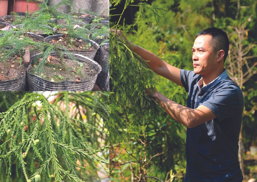 Pham Van Su s’occupe des xich tùng dans son jardin. Photo : CTV/CVN
