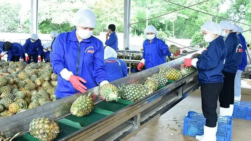 Transformation d’ananas pour l’exportation à la Dong Giao Foodstuff Export Joint Stock Company dans la province de Ninh Binh. Photo : VNA