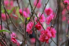 Fleurs de pêcher. 