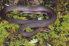 Rhabdophis hmongorum, également connu sous le nom de carène H’mông, est une espèce de Colubridés découverte sur le mont Fansipan au Vietnam. Photo : WWF/CVN