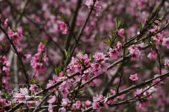 Les fleurs de pêcher de toujours s’épanouissent au retour du printemps