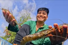 Crevettes d'élevage de haute qualité au hameau 6, commune de Luong Nghia (district de Long My, province de Hau Giang). Photo : VNA