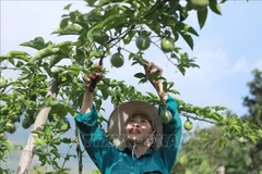 Une femme de la commune de Ho Thau (district de Tam Duong, province de Lai Chau) prend soin d'arbres fruitiers. Photo : VNA