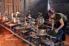 La coopérative agricole Lien Minh dans la province de Thai Nguyen offre un emploi stable à des centaines de ses membres. Photo: VNA