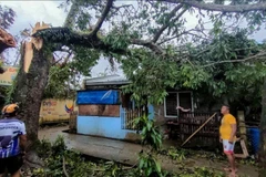 Un arbre renversé par le typhon Bualoi dans la province de Masbate, aux Philippines, le 26 septembre 2025. Photo : Xinhua/VNA