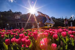1,5 million de tulipes tapissent les jardins de Ba Na Hills 