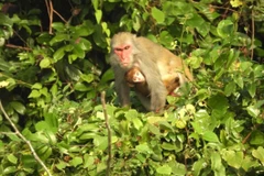 Trois espèces de macaques du genre Macaca ont été recensées à l’état sauvage au parc national de Ben En. Photo: VNA