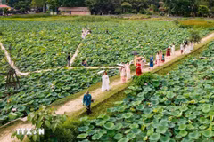 Saison des lotus à Ninh Binh en juin. Photo : VNA