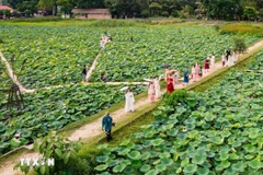 Saison des lotus à Ninh Binh en juin. Photo : VNA