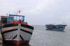 À ce jour, 100 % des navires de pêche sont marqués et numérotés conformément à la réglementation, et leurs informations sont mises à jour dans la base de données nationale des pêches. Photo : VNA